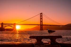 a-seagull-at-the-red-sunset-in-the-golden-gate-of-2024-12-09-01-35-43-utc (1) (1)